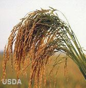 Golden rice helps create healthier eyes 